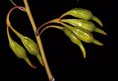 APII jpeg image of Eucalyptus incrassata subsp. singularis MS  © contact APII