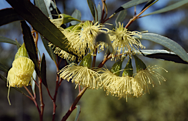 APII jpeg image of Eucalyptus singularis  © contact APII