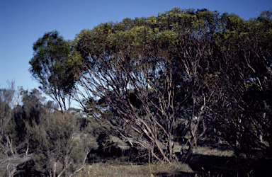 APII jpeg image of Eucalyptus singularis  © contact APII