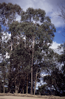 APII jpeg image of Eucalyptus smithii  © contact APII