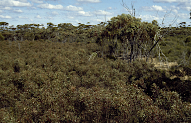 APII jpeg image of Eucalyptus steedmanii  © contact APII