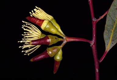 APII jpeg image of Eucalyptus thamnoides subsp. megista  © contact APII