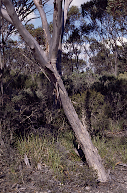 APII jpeg image of Eucalyptus uncinata  © contact APII