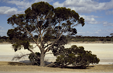 APII jpeg image of Eucalyptus urna  © contact APII