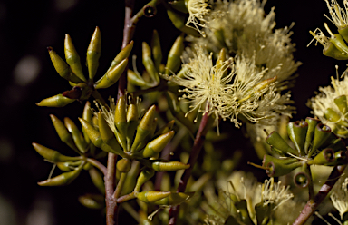 APII jpeg image of Eucalyptus wandoo subsp. pulverea  © contact APII