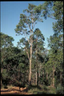 APII jpeg image of Corymbia bunites  © contact APII