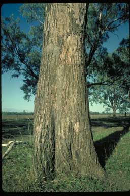 APII jpeg image of Eucalyptus coolabah  © contact APII