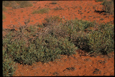 APII jpeg image of Eucalyptus prominens  © contact APII