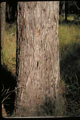 APII jpeg image of Eucalyptus sphaerocarpa  © contact APII