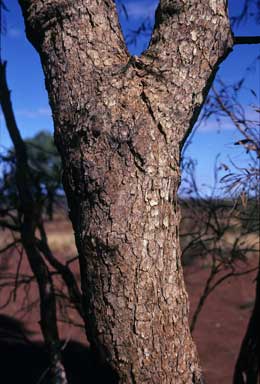 APII jpeg image of Corymbia lenziana  © contact APII