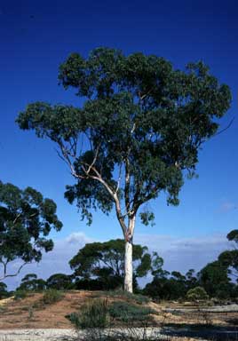 APII jpeg image of Eucalyptus capillosa subsp. capillosa  © contact APII