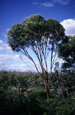 APII jpeg image of Eucalyptus cernua  © contact APII