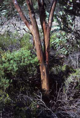 APII jpeg image of Eucalyptus cernua  © contact APII