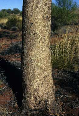 APII jpeg image of Corymbia chippendalei  © contact APII