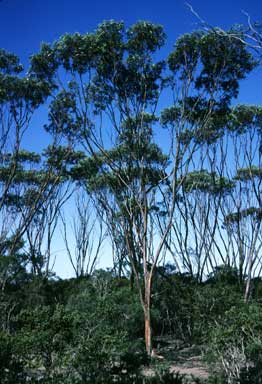 APII jpeg image of Eucalyptus dielsii  © contact APII