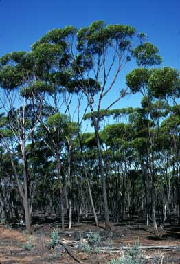 APII jpeg image of Eucalyptus dundasii  © contact APII