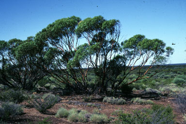 APII jpeg image of Eucalyptus effusa  © contact APII