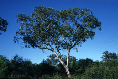 APII jpeg image of Eucalyptus erythrocorys  © contact APII