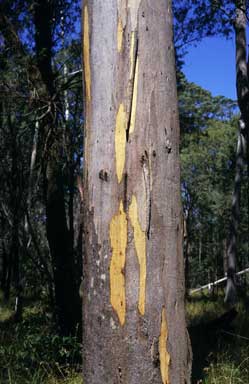 APII jpeg image of Eucalyptus longirostrata  © contact APII