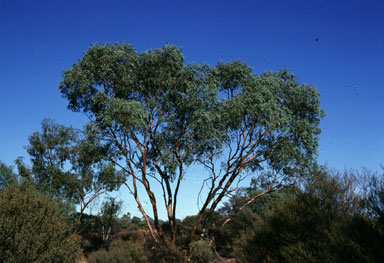 APII jpeg image of Eucalyptus lucasii  © contact APII