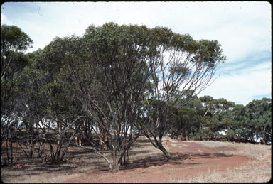 APII jpeg image of Eucalyptus arachnaea  © contact APII