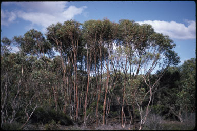 APII jpeg image of Eucalyptus cernua  © contact APII