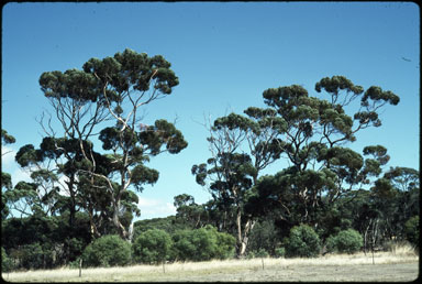 APII jpeg image of Eucalyptus cladocalyx  © contact APII