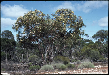 APII jpeg image of Eucalyptus cyclostoma  © contact APII