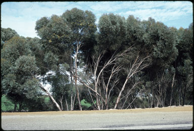 APII jpeg image of Eucalyptus densa subsp. densa  © contact APII