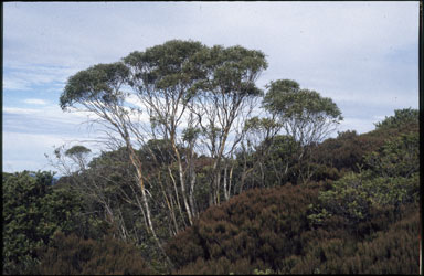 APII jpeg image of Eucalyptus kybeanensis  © contact APII