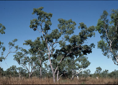 APII jpeg image of Eucalyptus oligantha  © contact APII