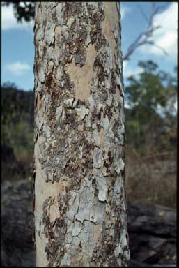 APII jpeg image of Corymbia oocarpa  © contact APII