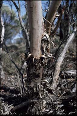 APII jpeg image of Eucalyptus oxymitra  © contact APII