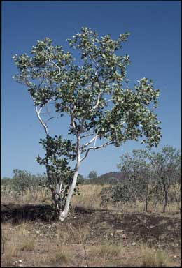 APII jpeg image of Eucalyptus pantoleuca  © contact APII