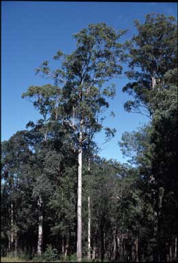 APII jpeg image of Eucalyptus propinqua  © contact APII