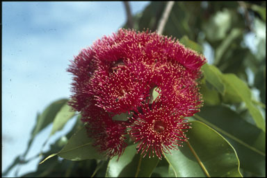 APII jpeg image of Corymbia ptychocarpa  © contact APII