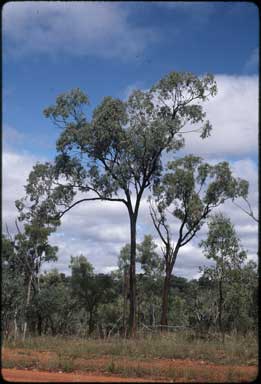 APII jpeg image of Eucalyptus quadricostata  © contact APII