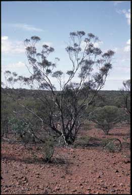 APII jpeg image of Eucalyptus semota  © contact APII