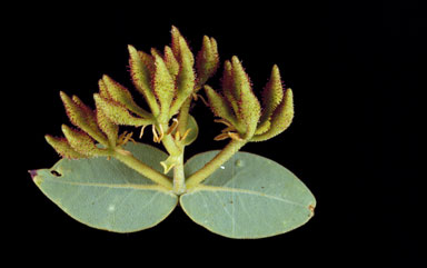 APII jpeg image of Corymbia setosa  © contact APII