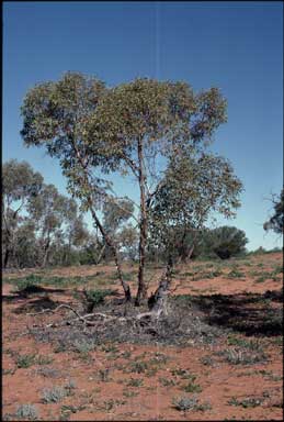 APII jpeg image of Eucalyptus socialis  © contact APII