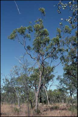 APII jpeg image of Corymbia stockeri  © contact APII