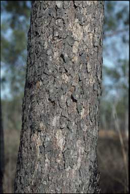 APII jpeg image of Corymbia stockeri  © contact APII