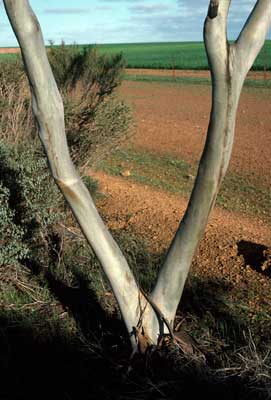 APII jpeg image of Eucalyptus albida  © contact APII