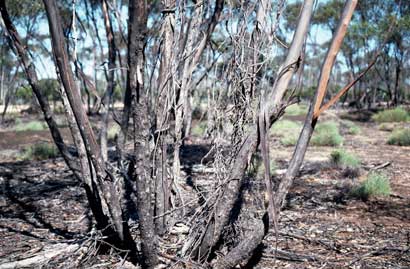 APII jpeg image of Eucalyptus balladoniensis subsp. balladoniensis  © contact APII