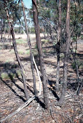 APII jpeg image of Eucalyptus balladoniensis subsp. balladoniensis  © contact APII