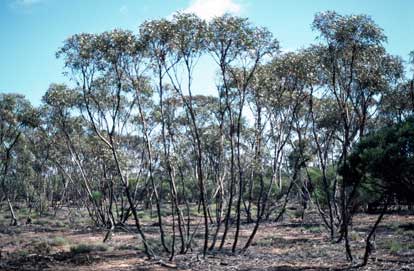 APII jpeg image of Eucalyptus balladoniensis subsp. balladoniensis  © contact APII