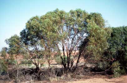 APII jpeg image of Eucalyptus brevipes  © contact APII