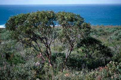 APII jpeg image of Eucalyptus burdettiana  © contact APII