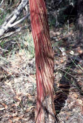 APII jpeg image of Eucalyptus caesia subsp. magna  © contact APII