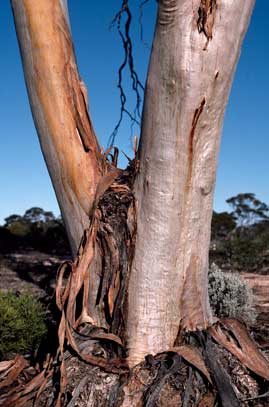 APII jpeg image of Eucalyptus calcareana  © contact APII